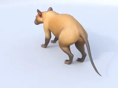Hispaniolan Solenodon 3D model