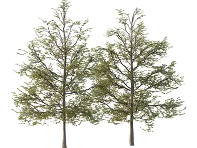 Mountain Ash Tree 10 3D model