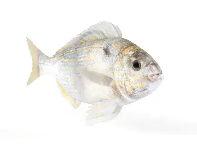 Pinfish fish 3D model