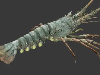 Australian lobster Low-poly 3D model buy