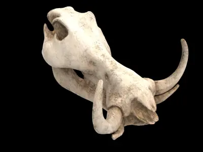 warthog skull 3D model