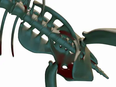 Dino Pteronodon Skeleton 3D model 3D model