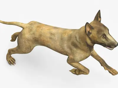  Dutch Herding Dog in Run Pose Gold Brindle 