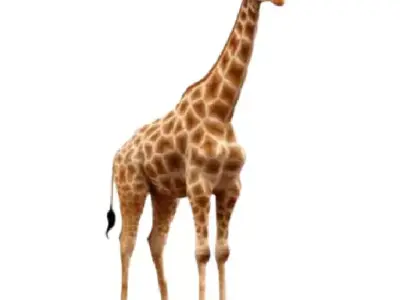 Realistic Giraffe 3D Model with PBR Textures 3D model