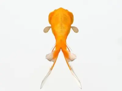 Bubble Eye Fish Low-poly 3D model