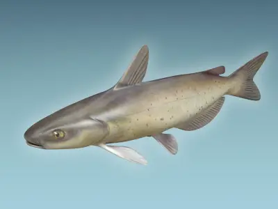 Cat Fish 3D model