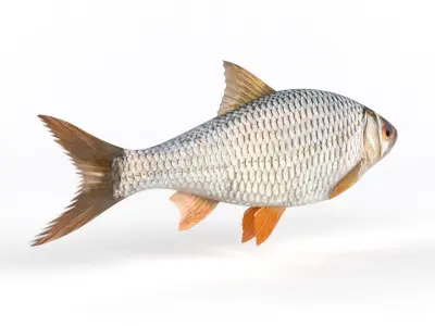 Roach Fish 3D model purchase