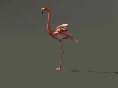 Flamingo Bird 3D Model 3D model