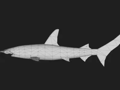 Shark Low-poly 3D model 16