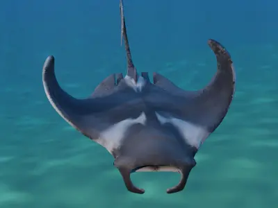Manta Ray Animated  Low-poly 3D model