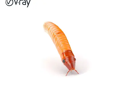 Detailed Insect Model Pack for D Design Low-poly 3D model