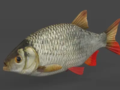 Rudd Fish 3D model purchase
