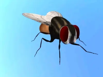 Housefly lowpoly 3d model and  3d print model Low-poly 3D model