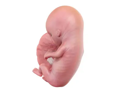 Fetus Week 11 Animated 3D model