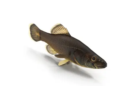 Pirate perch eastern Low-poly 3D model
