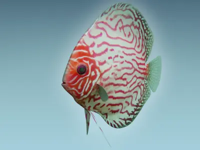 Discus Fish 6 3D model