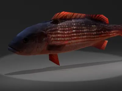 Red Snapper Low-poly 3D model