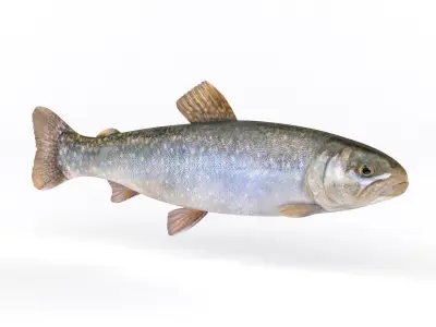 Fresh Char Fish 3D model