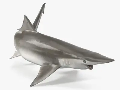  Spadenose Shark Model in Swimming Pose 