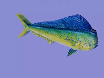 A mahi mahi fish Low-poly 3D model