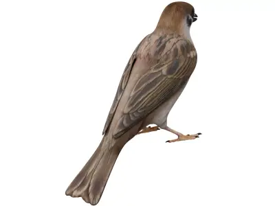 Sparrow 3D model