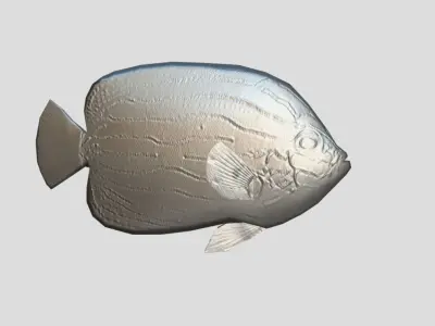 Blue-striped Angelfish Realistic Animated Low-poly 3D model