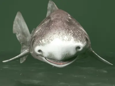 Greenland Shark (Animated) 3D model