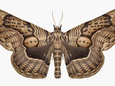 Animated Butterflies Rigged Collection for Cinema 4D 3D model