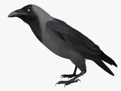 Corvus Splendens "House Crow" 3D model