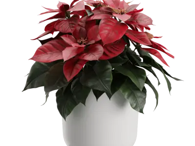  Poinsettia Plant Model 