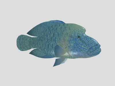 Fish Collection 07 Low-poly 3D model