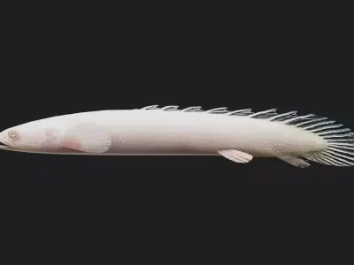 Bichir Low-poly 3D model 3