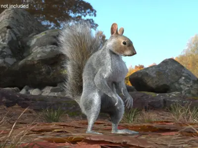 Squirrel Standing Gray Fur for Cinema 4D 3D model