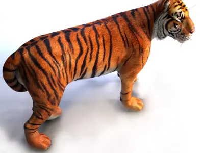 Amur Tiger Mray v1 Low-poly 3D model