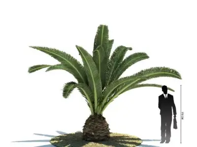 Palmtree   Phoenix Canariensis 3D model