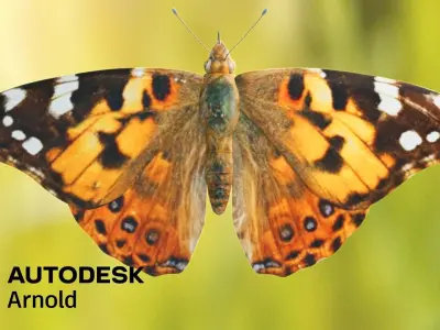 Painted Lady - Butterfly Model 3D model