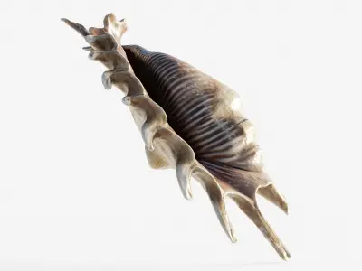 Scanned seashell Low-poly 3D model