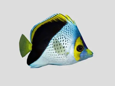 Roaops Butterflyfish Low-poly 3D model