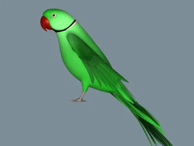 Parrot 3D model buy