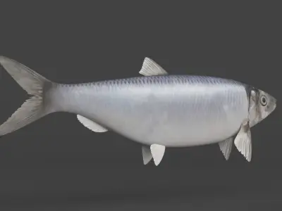 Fish Herring 3D model purchase