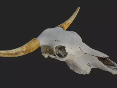 Realistic Scanned Bull Skull Low-poly 3D model