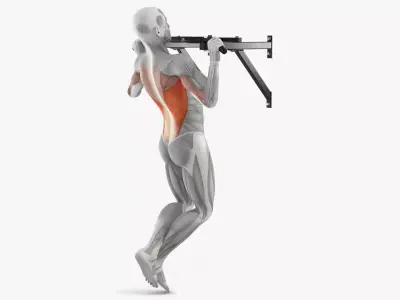 Muscular System Anatomy Pull-up Excercise 3D model purchase