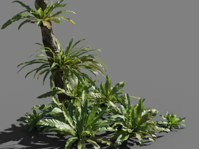 Birds Nest Fern Asplenium Nidus VFX Grace Low-poly 3D model