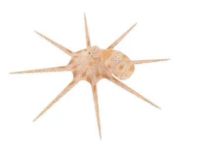 Octopus 3D model shop