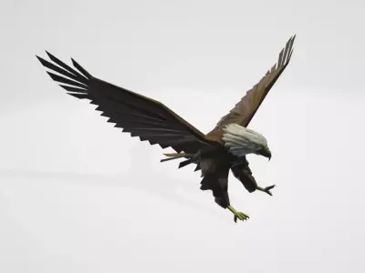Eagle 3D model order