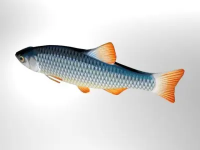 Rui Fish Low-poly 3D model