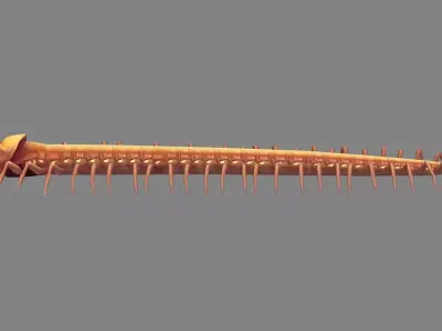 Cartoon Centipede Monster Low-poly 3D model