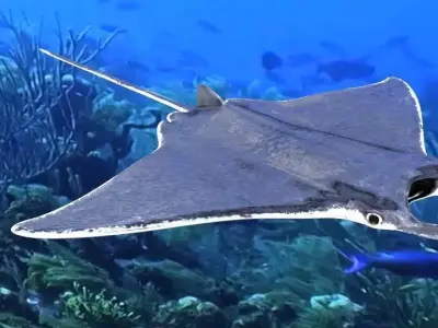 Manta Ray Low-poly 3D model buy