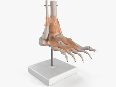  Anatomical Foot Structure with Muscle and Bone System Rigged 