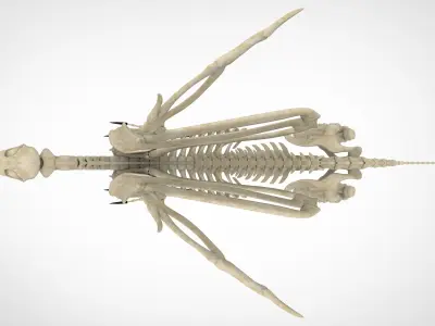 Griffin Skeleton 3D model